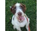 Adopt Tiger a Standard Poodle, Pit Bull Terrier