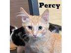 Adopt Percy Weasley a Tabby, Domestic Long Hair