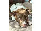 Adopt Cookie a American Staffordshire Terrier, Husky