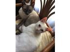Adopt Clark and Kent a Tonkinese, Domestic Short Hair