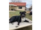 Adopt Opal a American Staffordshire Terrier, Pit Bull Terrier