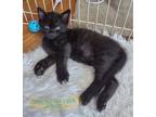 Adopt Teddy-kitten a All Black Domestic Shorthair / Mixed (short coat) cat in