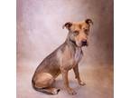 Adopt Nd-06 Rocco a Labrador Retriever, Pit Bull Terrier