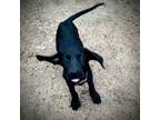 Adopt Stoic a German Shorthaired Pointer, Labrador Retriever