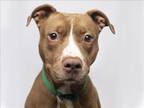 Adopt PEACHES a Pit Bull Terrier, Mixed Breed