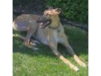 Adopt Easi Zebulun (Zeb) a Greyhound