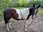 13 Y/O Double registered black and white Tobiano Mare