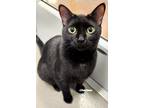 Adopt Minka a All Black Domestic Shorthair (short coat) cat in Newland