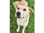 Adopt Potato a Tan/Yellow/Fawn - with White Jindo / Mixed dog in Vancouver