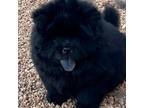 Chow Chow Puppy for sale in San Antonio, TX, USA
