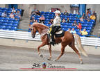 Registered Tennessee Walking Horse-talented show horse