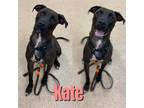 Adopt KATE a Black American Pit Bull Terrier / Mixed dog in Saginaw