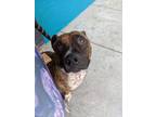 Adopt Turbo a Brindle Corgi / Pit Bull Terrier / Mixed dog in San Mateo