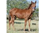 Beautiful Foundation Bred Bay Colt