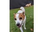 Adopt Elvis a Jack Russell Terrier, Mixed Breed