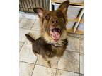 Adopt Phin a Brown/Chocolate - with Tan German Shepherd Dog / Australian