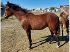 Gaited Paso Fino weanling Filly