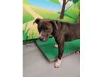 Adopt SAMMY a Pit Bull Terrier, Mixed Breed