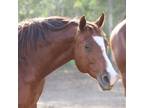 Adopt Harper a Quarterhorse
