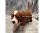 Cavapoo Puppy for sale in East Earl, PA, USA