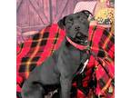 Adopt MAGGIE a Pit Bull Terrier, Labrador Retriever
