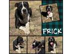 Adopt Frick a Pit Bull Terrier