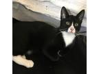 Adopt Willow a American Bobtail