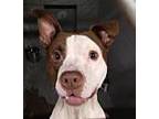 Snoop Dog American Staffordshire Terrier Adult Male