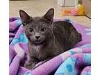 Mason and Miller 12 weeks Domestic Shorthair Kitten Male
