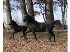 Black Straight Egyptian in Foal