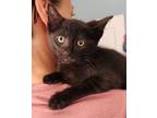 Adopt Monti Cello a Domestic Shorthair / Mixed (short coat) cat in El Dorado