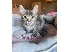 Adopt Tina Toast a Domestic Shorthair / Mixed (short coat) cat in El Dorado