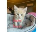 Adopt Buster Bacon a Domestic Shorthair / Mixed (short coat) cat in El Dorado