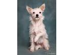 Adopt Tiny a White Cairn Terrier / Mixed dog in Palmdale, CA (36049592)