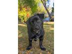 Adopt Mina a Black Corgi dog in Kelowna, BC (36055355)