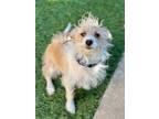 Adopt Harry a Terrier (Unknown Type, Medium) / Cairn Terrier / Mixed dog in Dana