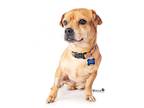 Adopt Georgie a Tan/Yellow/Fawn Beagle / Pug / Mixed dog in Fountain Valley