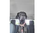 Adopt Kohana a Great Dane / Mixed dog in Bullard, TX (36052178)