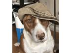Adopt ROCCO a Red/Golden/Orange/Chestnut - with White Beagle / Mixed dog in