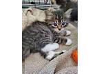 Thor Domestic Longhair Kitten Male