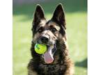 Adopt CLINT a German Shepherd Dog