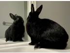 Adopt Athena a Bunny Rabbit