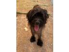 Adopt Ernie a Chinese Crested Dog, Poodle