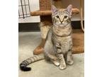 Adopt Tammy a Abyssinian, Domestic Short Hair