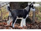 Siberian Husky Puppy for sale in Unknown, , USA