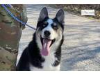 Siberian Husky Puppy for sale in Unknown, , USA