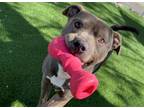Adopt DRACO a Pit Bull Terrier