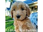 Lt Blue Collar Female