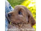 Maroon Collar Female