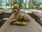 1986 Hand painted " Kaiser Germany Edition" Golden Poodle Figurine/Paperweight -